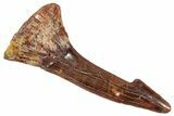 Fossil Sawfish (Onchopristis) Rostral Barb - Morocco #351705-1